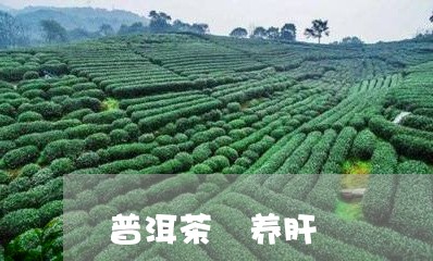 普洱茶 养肝/2023042988749